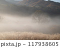 朝霧と朝陽が当たり輝くススキの絨毯と紅葉 117938605