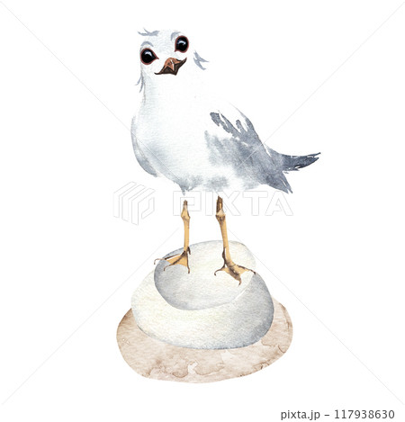 Seagull on the rocks. Hand drawn watercolor illustration of a white cartoon seagull on the rocks Seagull on the rocks. Hand drawn watercolor illustration of a white cartoon seagull on the rocks 117938630