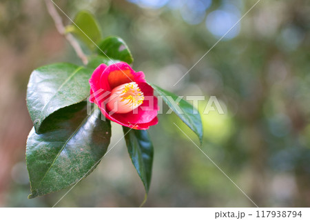 赤い椿の花 117938794