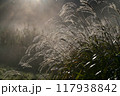 朝陽の光芒が射し、朝露に光るススキ 117938842