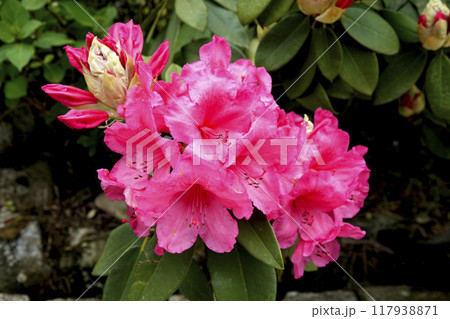 宿場町の街道沿いに咲いているシャクナゲ 117938871