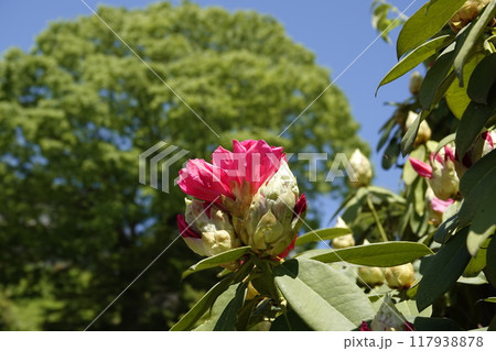 春の日差しを浴びて街道沿いに咲くシャクナゲ 春の日差しを浴びて街道沿いに咲くシャクナゲ 117938878