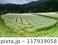 蕎麦の花　白い花の絨毯 117939058