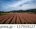 扇のように咲く赤いそばの花 117939127
