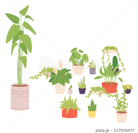 Various houseplants. Different home greenery growing in pots 117939477