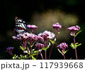 旅する蝶　アサギマダラ　フジバカマに渡来 117939668
