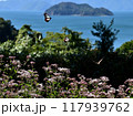 旅する蝶　アサギマダラ　渡来 117939762