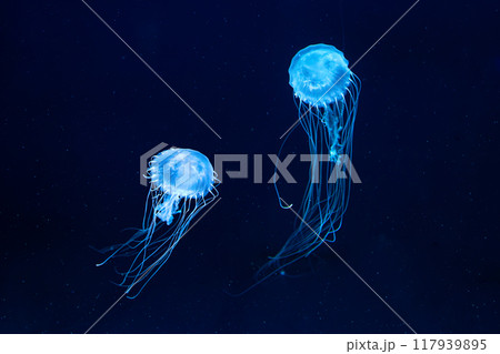 Two Atlantic sea nettle jellyfish swims in illuminated aquarium with blue neon lighting 117939895
