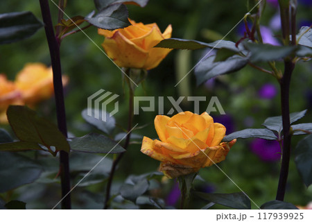 Orange roses on a green bush. Yellow flowers in the garden. 117939925