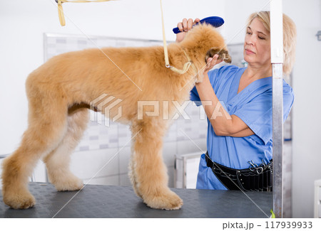 Professional combing puppy in hairdresser Professional combing puppy in hairdresser 117939933