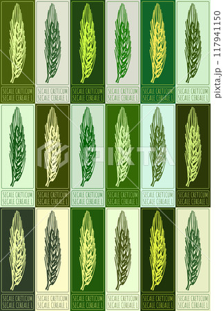 Set of vector drawing SECALE CRETICUM in various colors. Hand drawn illustration. Latin name is SECALE CEREALE L Set of vector drawing SECALE CRETICUM in various colors. Hand drawn illustration. Latin name is SECALE CEREALE L 117941150