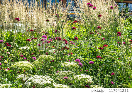 Impressions from the State Garden Show 2024 in Kirchheim, Bavaria, Germany Impressions from the State Garden Show 2024 in Kirchheim, Bavaria, Germany 117941231