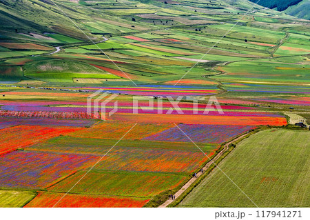 Lentil flowering with poppies and cornflowers in Castelluccio di Norcia, Italy 117941271