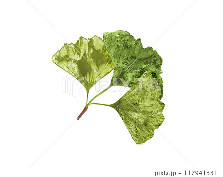 Gingko biloba branch with three green leaves. Summer tropical plant watercolor botanical illustration in realistic style. Leaf imprints for medical package design, poster Gingko biloba branch with three green leaves. Summer tropical plant watercolor botanical illustration in realistic style. Leaf imprints for medical package design, poster 117941331