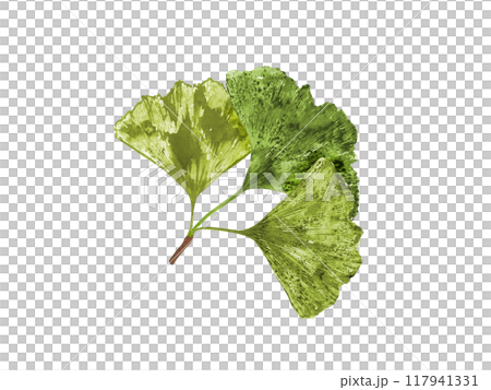 Gingko biloba branch with three green leaves. Summer tropical plant watercolor botanical illustration in realistic style. Leaf imprints for medical package design, poster Gingko biloba branch with three green leaves. Summer tropical plant watercolor botanical illustration in realistic style. Leaf imprints for medical package design, poster 117941331