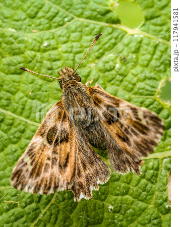 Mallow skipper batterfly sitting on a green leaf Mallow skipper batterfly sitting on a green leaf 117941581