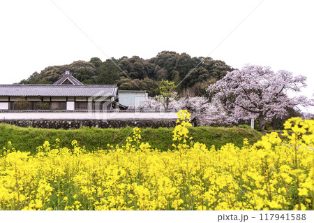 橘寺と桜と菜の花畑の風景　奈良の観光スポット　明日香村の風景 117941588