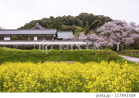 橘寺と桜と菜の花畑の風景　奈良の観光スポット　明日香村の風景 117941589