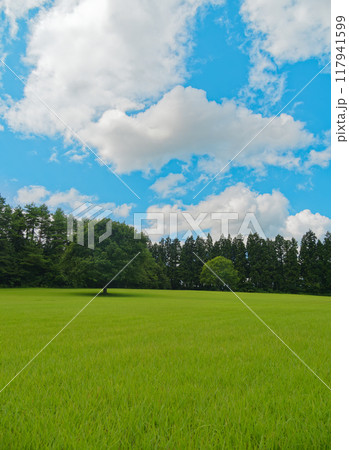 【岩手県岩手郡雫石町/小岩井農場】緑の牧草地と2本の木 【岩手県岩手郡雫石町/小岩井農場】緑の牧草地と2本の木 117941599