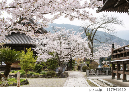 満開の桜咲く橘寺　奈良の観光スポット　橘寺と桜の風景 117941620