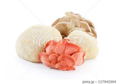 Exotic Mushrooms Display including oyster, lion's mane, and pink oyster Exotic Mushrooms Display including oyster, lion's mane, and pink oyster 117942004