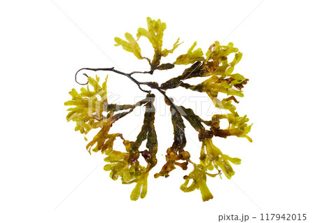 Seaweed plant On White Background 117942015