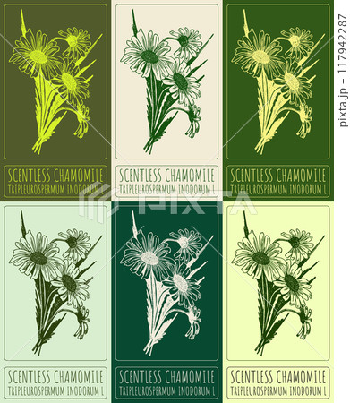 Set of vector drawing SCENTLESS CHAMOMILE in various colors. Hand drawn illustration. Latin name is TRIPLEUROSPERMUM INODORUM L. 117942287