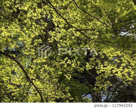 東京の緑 東京の緑 117942292