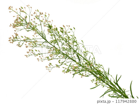 Stem of Capsella plant with white flowers and green leaves on isolated background Stem of Capsella plant with white flowers and green leaves on isolated background 117942880