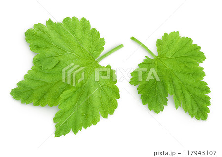Currant leaves isolated on white background. Top view. Flat lay 117943107