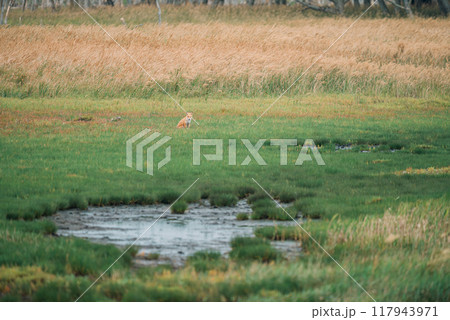 草原にポツンとキタキツネ 117943971