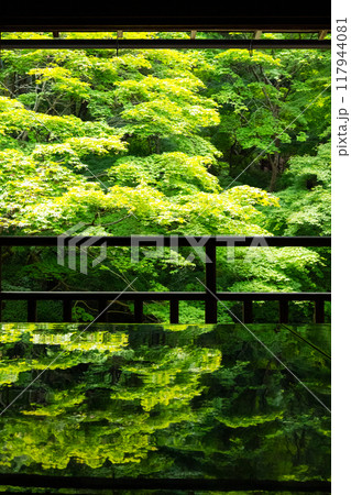 瑠璃光院　書院から見る青紅葉 117944081