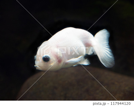 金魚　ランチュウ 117944120