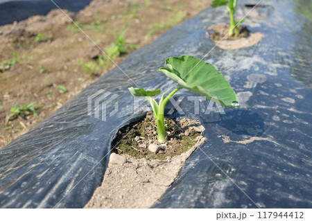 サトイモの苗の植え付け01 サトイモの苗の植え付け01 117944412