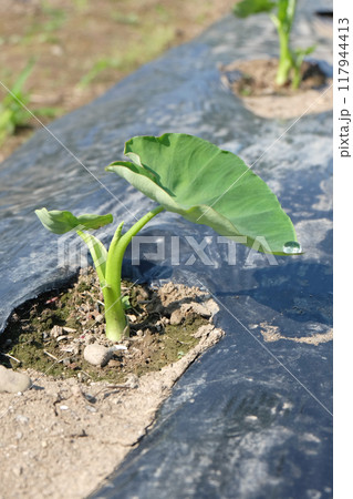 サトイモの苗の植え付け02 サトイモの苗の植え付け02 117944413