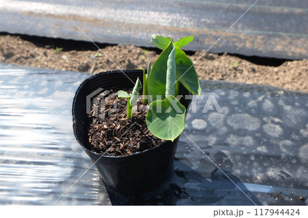 サトイモの苗の植え付け13 サトイモの苗の植え付け13 117944424