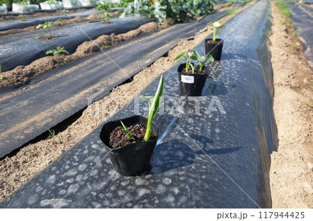 サトイモの苗の植え付け14 サトイモの苗の植え付け14 117944425
