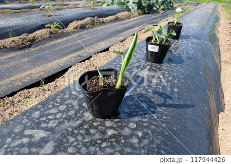 サトイモの苗の植え付け15 サトイモの苗の植え付け15 117944426