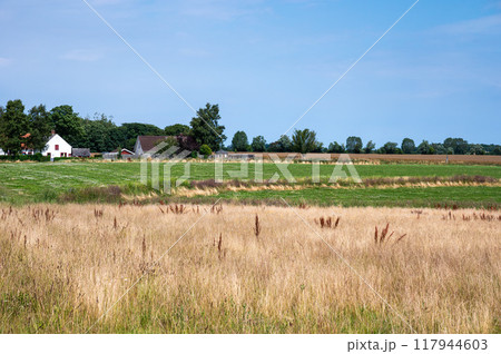 Golden wheat fields at the Danish countryside in Rodvig Stevns, Denmark 117944603