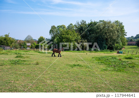 Green meadows and trees in the Pajottenland hills, Flemish Brabant 117944641
