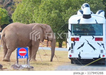 【山口県】秋吉台サファリランドのアフリカゾウとエサやりバス  117945266