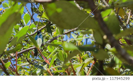 Slow-motion video of a bright blue bird in a tree 117945299