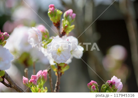 ヤエザクラの花　満開 117945316
