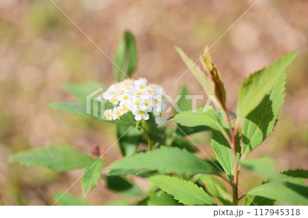 コデマリの花 コデマリの花 117945318