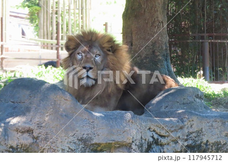 百獣の王 ライオン 百獣の王 ライオン 117945712