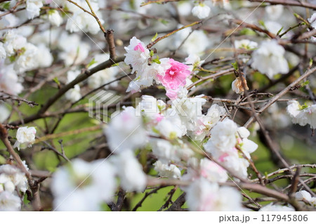八重咲　ハナモモの花　満開 117945806