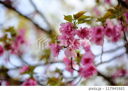 華やか　ヤエザクラの花　満開 117945881