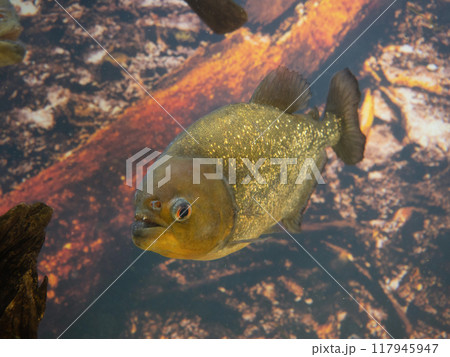 ピラニア・ナッテリー 117945947