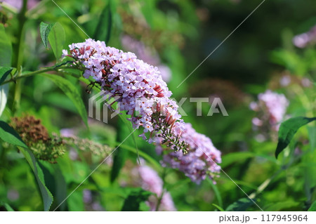ふさふじうつぎの花 ふさふじうつぎの花 117945964
