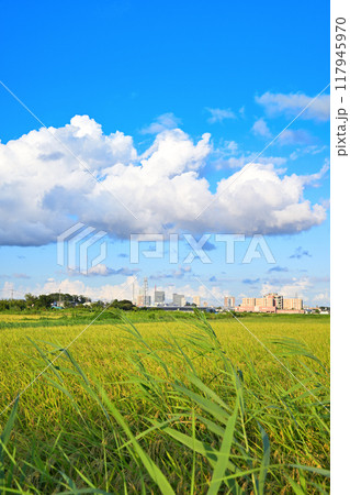 青い空と白い雲　都市と田圃　さいたま新都心方面　　　　 117945970